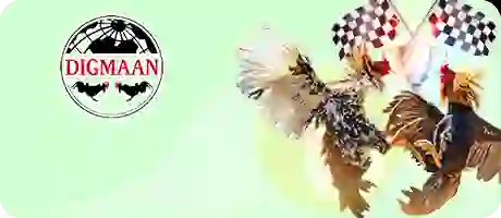 Đá gà trực tuyến S128 phát sóng live